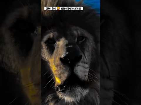 Royal enfield lion 🦁 voice fixmotogear#hunter350sound #lion #hunter350sound #yoytubeshorts #bullet