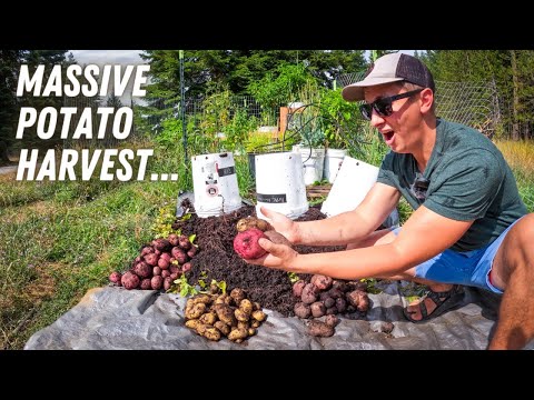 MASSIVE Potato Harvest.. From 5 GALLON BUCKETS