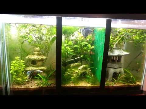 10 gallon divided betta tank