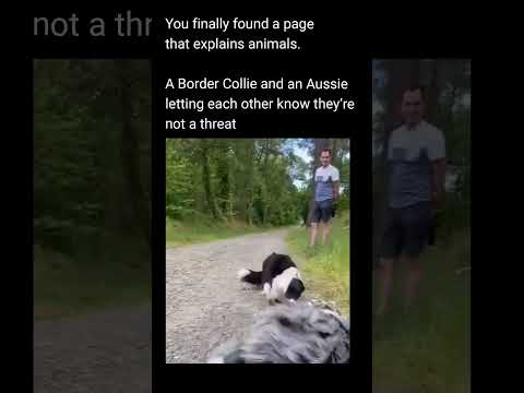 🐶🦮 Dogs don’t need words to avoid conflict.