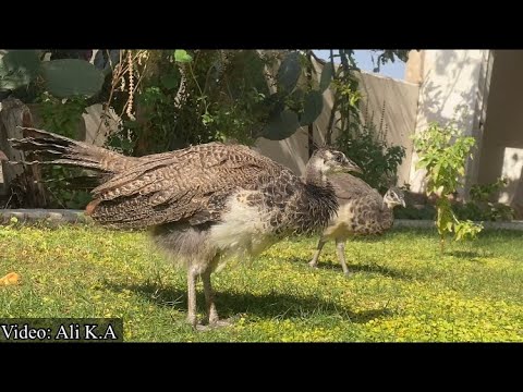 Blauer Pfau schreit und schlägt sein Rad Pfaueninsel In kurdistan