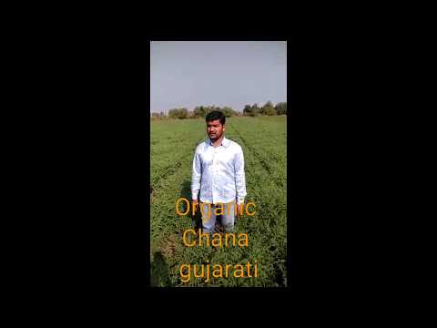 Gujarati Organic Chana with Waste Decomposer