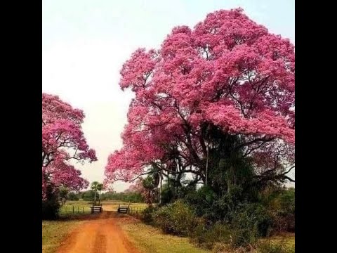 PÉ DE IPÊ - TONICO E TINOCO