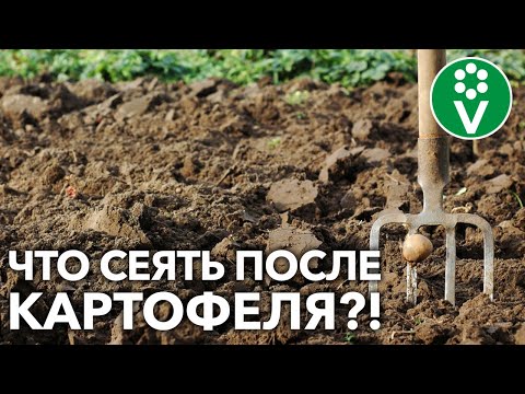 СИДЕРАТЫ ПОСЛЕ КАРТОФЕЛЯ! Вот что оздоровит и восстановит почву!