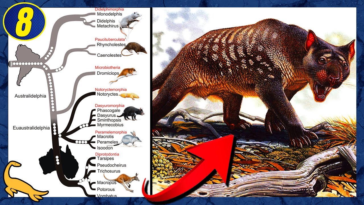 ORIGEM e EVOLUÇÃO dos MARSUPIAIS: Especial parte 8 (Marsupialia)
