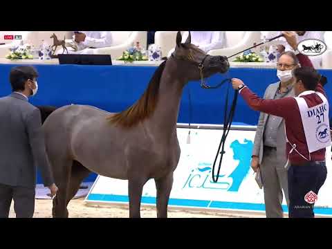 N 27 D BEISAN   Dubai International Arabian Horse Championship 2021   Yearling Fillies Class 2B