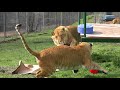 Ligers Play With 