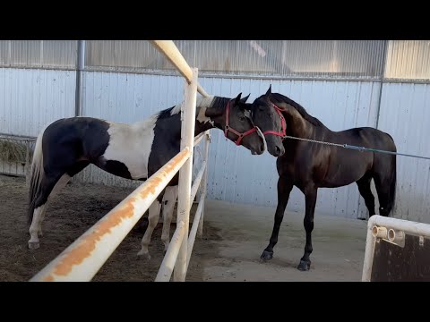 Konie Wielkopolskie w Bierzglinku, 3 ogiery programowe