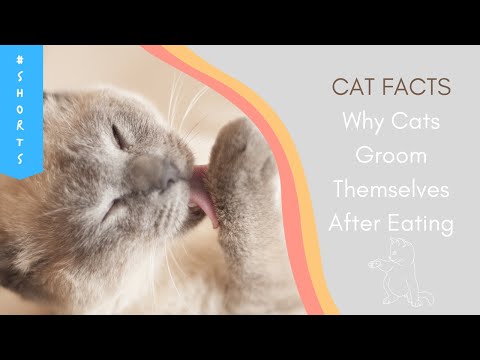 Why Cats Groom Themselves Right After Eating? 😼💡 | Cat Facts 💡