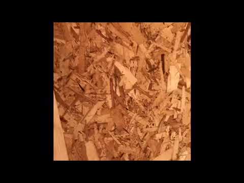 Odorous house ants found in Neptune, NJ