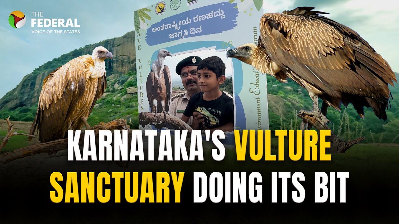 How India swooped in to save its vultures? | The Federal