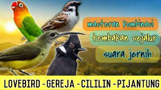 Download lagu MASTERAN KOMBINASI !!! TEMBAKAN SEJALUR!!! LOVEBIRD - GEREJA - CILILIN - PIJANTUNG mp3