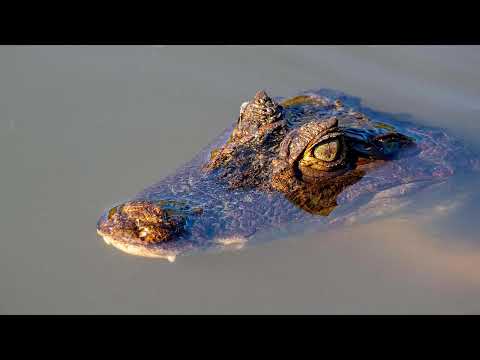 Sarampión se dispara 31 veces en Centroamérica y se intensifican las campañas de vacunación