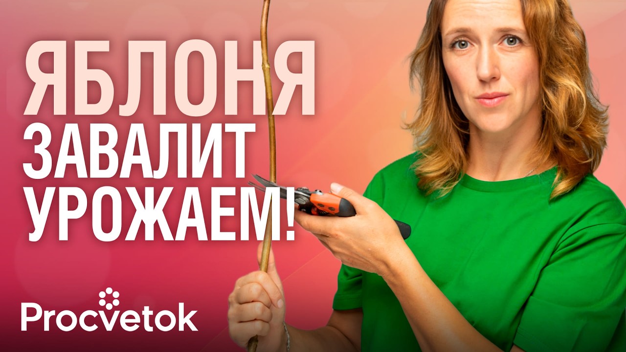 ДАЖЕ СТАРЫЕ ЯБЛОНИ ЗАВАЛЯТ УРОЖАЕМ КРУПНЫХ ЯБЛОК, если обрезать их так весной