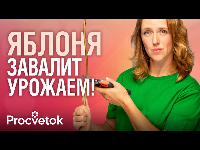 ДАЖЕ СТАРЫЕ ЯБЛОНИ ЗАВАЛЯТ УРОЖАЕМ КРУПНЫХ ЯБЛОК, если обрезать их так весной