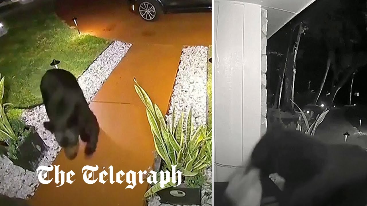 Watch: Bear steals family's takeaway from their porch
