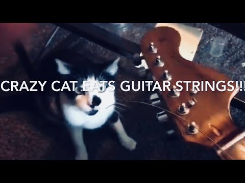 Crazy cat loves to play with guitar strings!