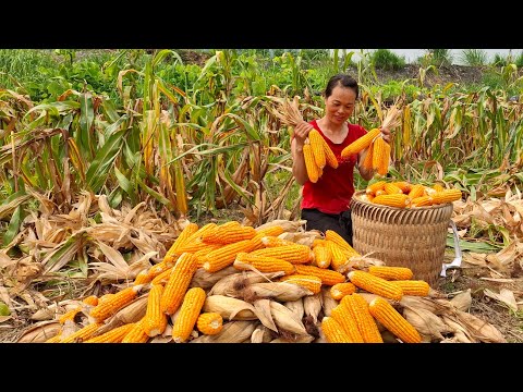 Harvest a lot of corn and fish. A perfect end to the hardships of the farmers.lýminhdailylife
