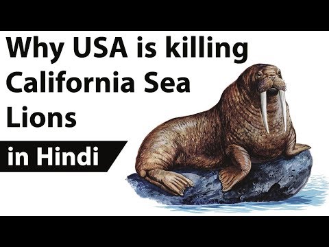 California Sea Lions euthanized to protect migrating fish, Is human interference good for nature?