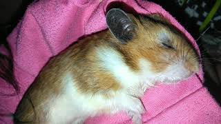 Syrian hamster dying