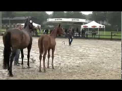 Hf v Fuerst Romancier x Lauries Crusador xx