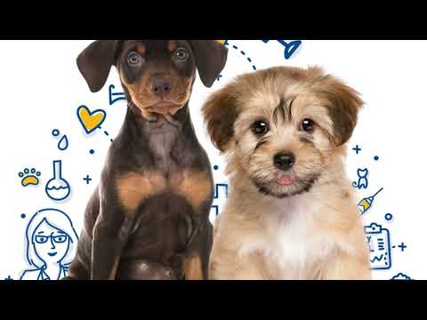 Imortant things to know before adopting a dog [Exploring With Birendra]