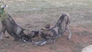 Download lagu African Wild Dogs - bark mp3