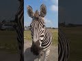 Zebras Coming To Say Hello Wmsp Zebra Animals Safaripark