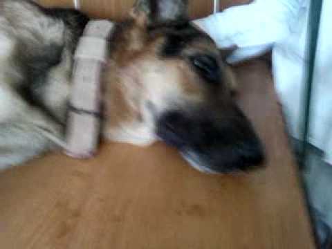 dog undergoing ecg at dr davinder s clinic