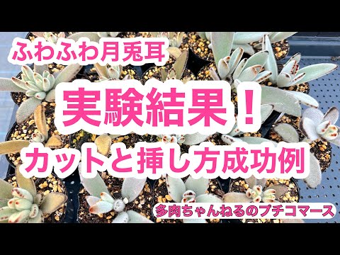 園芸 ラケットサボテン、ウサギの耳