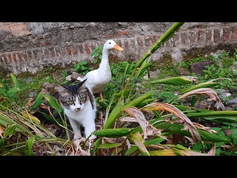The magical cat raised the duck👍. Travel outdoors together and look for food. So funny and cute😂