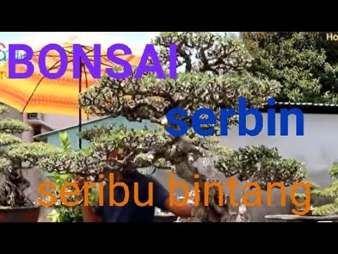 HANTING BONSAI SERBIN inspirasi buka ruang 2021