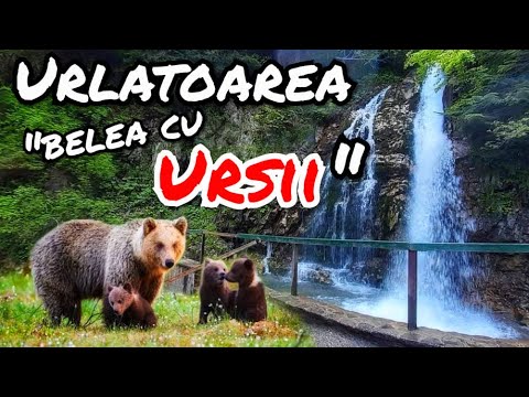 Cascada Urlatoarea, cu ursii pe urmele noastre sau noi pe ale lor... (drumetie 2 ore )