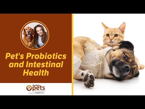 Pet's Probiotics and Intestinal Health