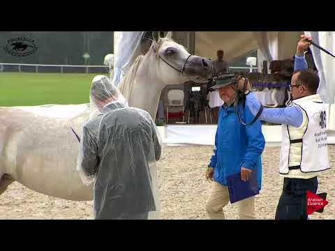 N.48 GALERIDA - Polish Nationals 2018 - 4-6 Years Old Mares (Class 7)