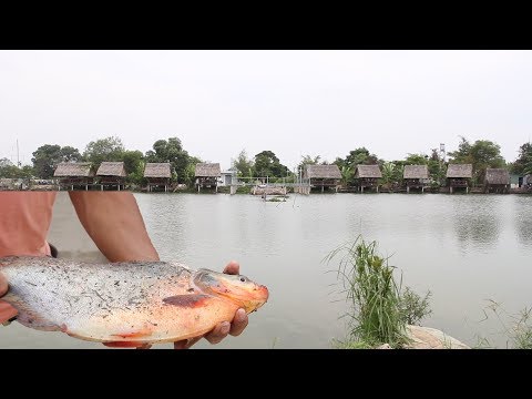 Câu cá khủng ở khu câu cá giải trí và ẩm thực Ao Vua, Biên Hòa- Guufood