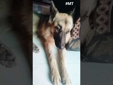 GERMANY KA GERMAN SHEPHERD