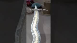 Download lagu #storywa Keris Nogo Sapto Luk 13 Langkah #warisanleluhur #viral mp3 Download lagu #storywa Keris Nogo Sapto Luk 13 Langkah #warisanleluhur #viral mp3