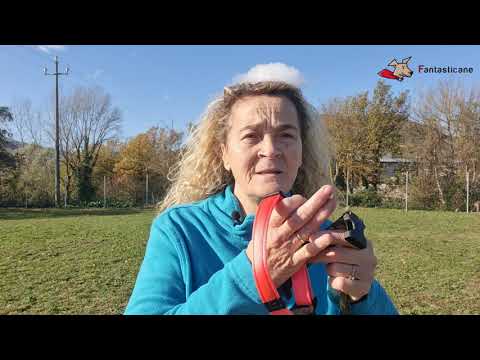 Il tuo cane deve sempre indossare QUESTO (potrebbe salvargli la vita)