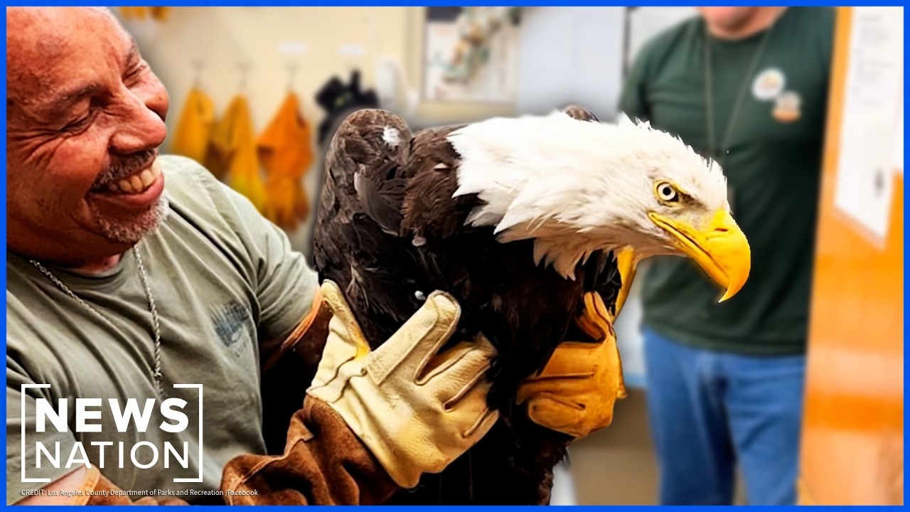 Video: Bald eagle Jackie rescued after altercation with subadults near Big Bear nest