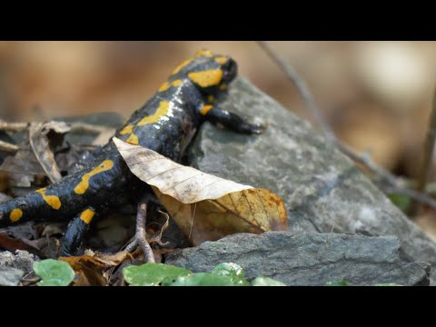 PREPADLÉ, KOZÍ CHRBÁT - MALÉ KARPATY - Landscape video