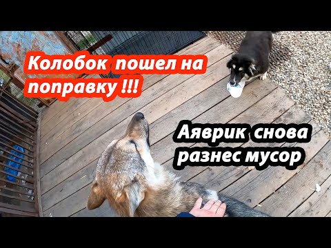 Доброе утро с Колобком и Аявриком. Волк/питбуль/дворняжка