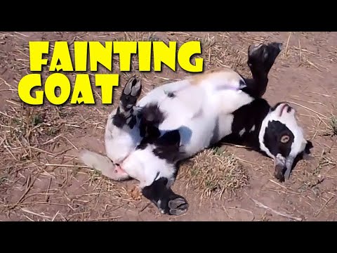 Fainting Goats Very Funny Compilation #2 😂🐐 ToP Fainting Goats Video
