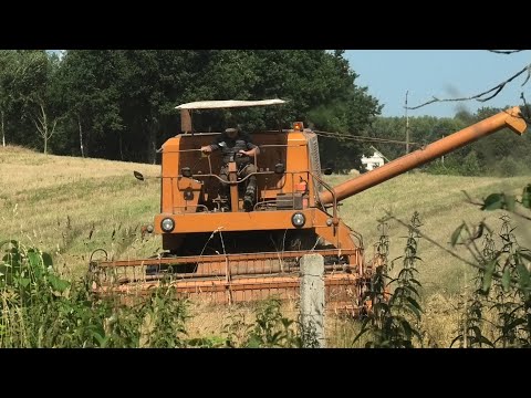 Miodowy Bizon spokojnie sobie kosi. Żniwna sielanka