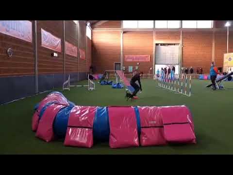 Februári Bing Agility Kupa 2022.02.12. - Cody A1/1 agility