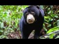 Bornean Sun Bear Conservation Centre (BSBCC.