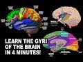 GYRI OF THE BRAIN - LEARN IN 4 MINUTES