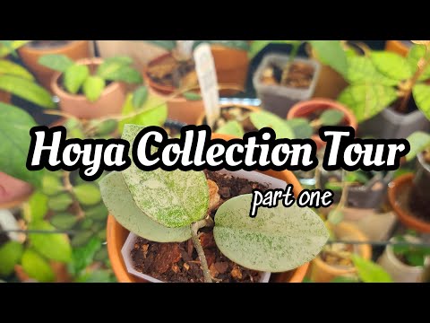 Hoya Collection Tour!! 🌸 65 different Hoya plants in my IKEA RUDSTA cabinet! (part 1) spring 2023