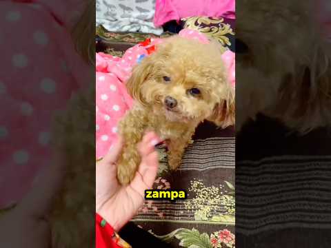 Ha salutato il cane per L’ULTIMA volta…🥺