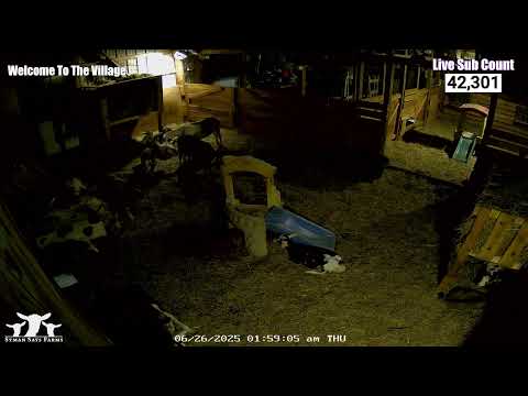 Goat Barn Webcam in Salem